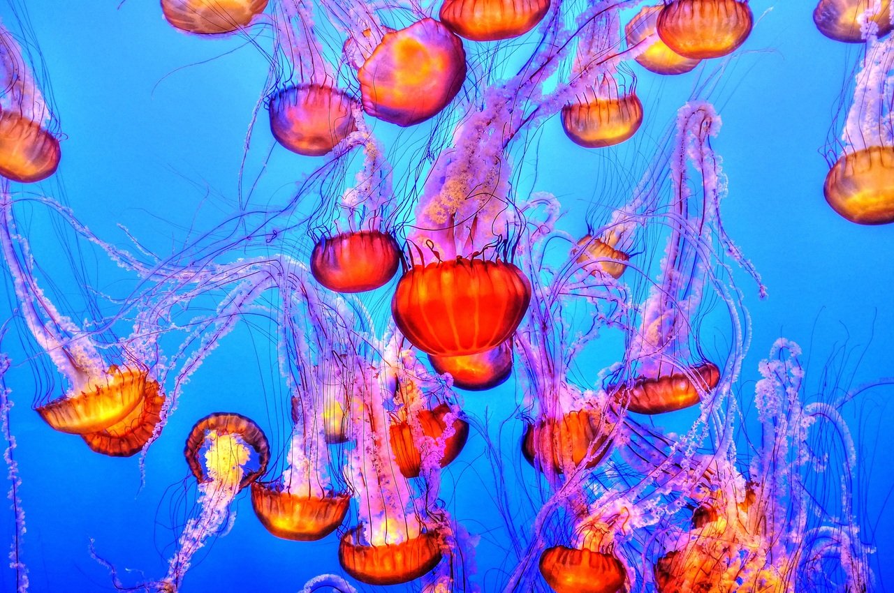 water underwater biology jellyfish coral coral reef 110820