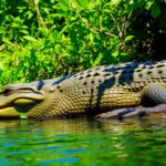 Crocodilo Jacaré: Conheça Esses Répteis Fascinantes crocodilo jacaré