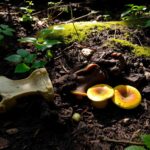 decomposição do corpo